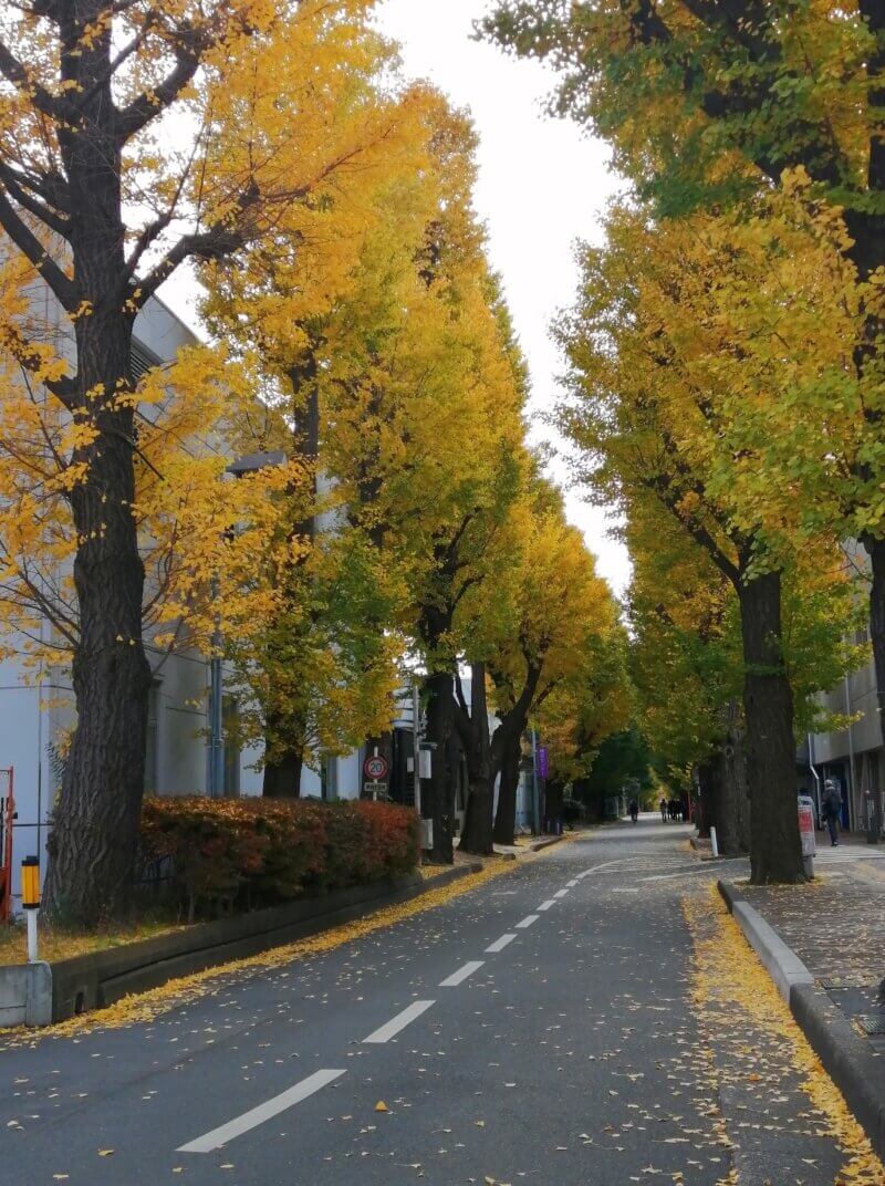 東工大の中の銀杏並木